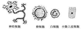 下图所示为来自同一人体的4 种细胞，下列叙述正确的是（） A.因为来自同一人体，所以各细胞中的下图所