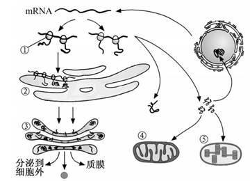 考試大全 違法和不良信息舉報 在線客服(8 分)下圖為真核細胞結構及