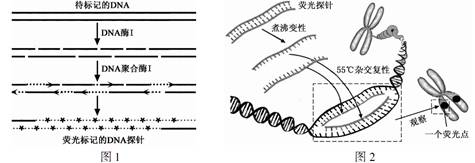 （8 分）荧光原位杂交可用荧光标记的特异 DNA 片段为探针，与染色体上对应的 DNA 片段结合，从