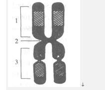 染色体如下图所示，哪项符合编号部位1、2、3的相应名称（）A.短臂次缢痕长臂B.短臂着丝粒长臂C.短
