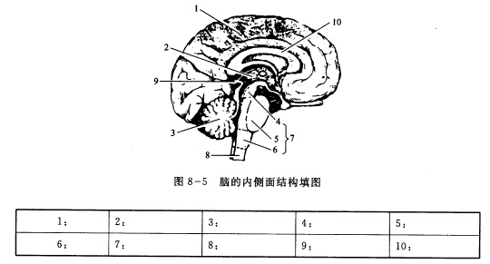 脑的内侧面结构填图（图8—5)脑的内侧面结构填图(图8—5) 