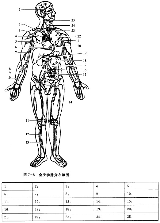 全身动脉分布填图（图7—8)全身动脉分布填图(图7—8) 