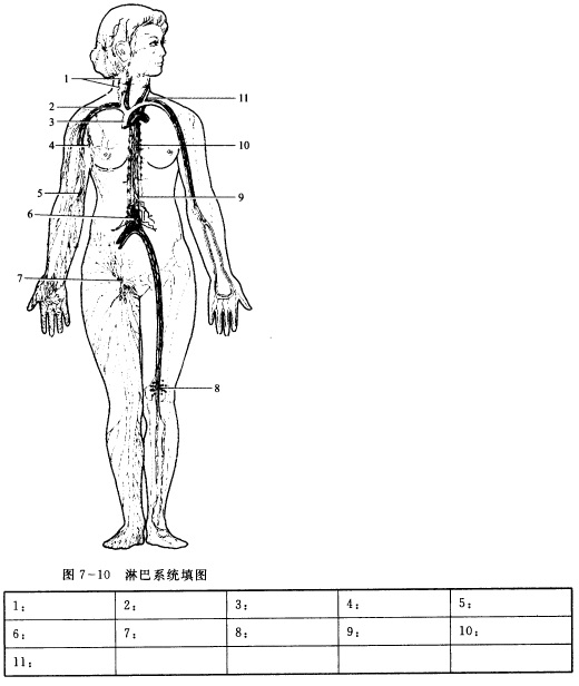 淋巴系统填图（图7—10)淋巴系统填图(图7—10) 
