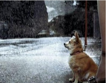 如图所示：下雪了，为什么狗狗身上没有雪呢？这是肿么回事呢？猜猜看这是什么产品的广告？A、狗粮B、胸罩