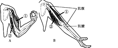 下面是屈肘和伸肘的示意图．据图回答问题：（1）观察上肢的两种状态体验一下，你认为在动作中肘关节起下面