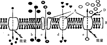 下图为物质出入细胞膜的示意图．请据图回答：（1）A代表__________分子；B代表_______
