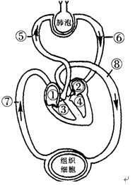 下图是人体血液循环与气体交换示意图，请据图回答，（在“[]”内填序号，在“__________”填名