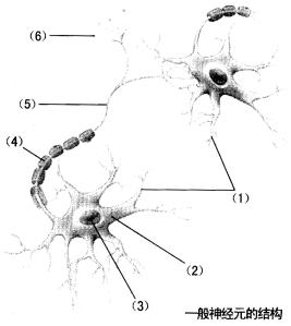 右图为神经元结构示意图，请标出序号所指名称并简述神经信息传递过程。 