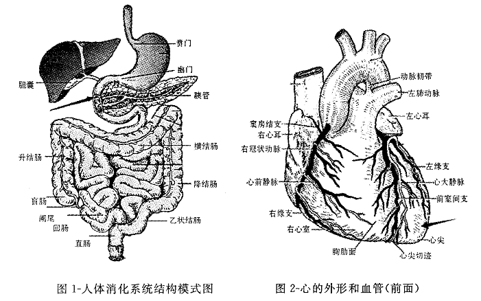 46. 觀察圖1-人體消化系統結構模式圖,箭頭標示處的器官名稱是