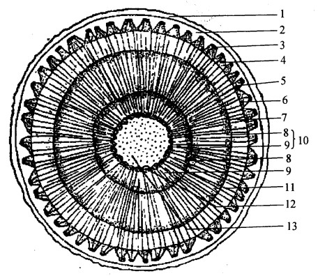 椴树茎的初生结构简图图片