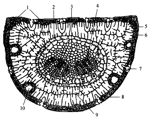 松针叶的横切结构图。 
