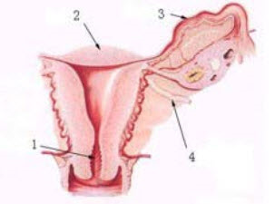 这是女性内生殖器的示意图，1所指的是_________，2所指的是_________，3所指的是__