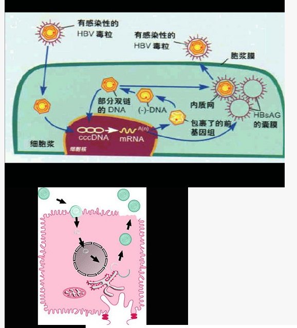关于图中所示的HBV复制过程，下列说法错误的是（）		A. HBV进入肝细胞后即开始其复制过程B. 