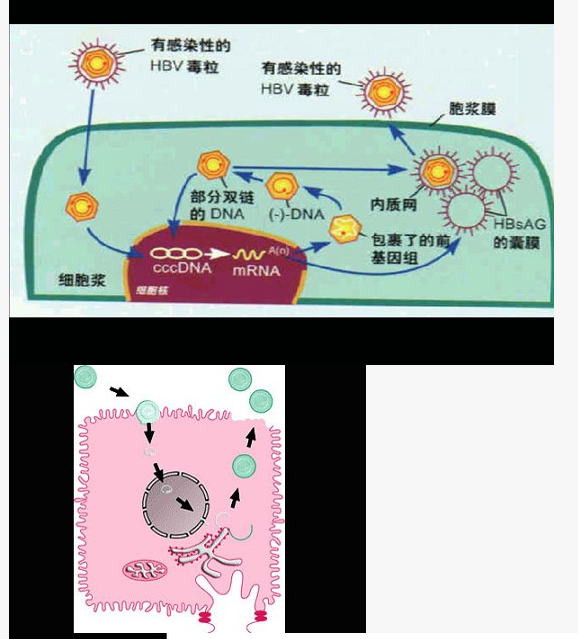 關(guān)于圖中所示的HBV復(fù)制過程，下列說法錯誤的是（）		A. HBV進(jìn)入肝細(xì)胞后即開始其復(fù)制過程B. 