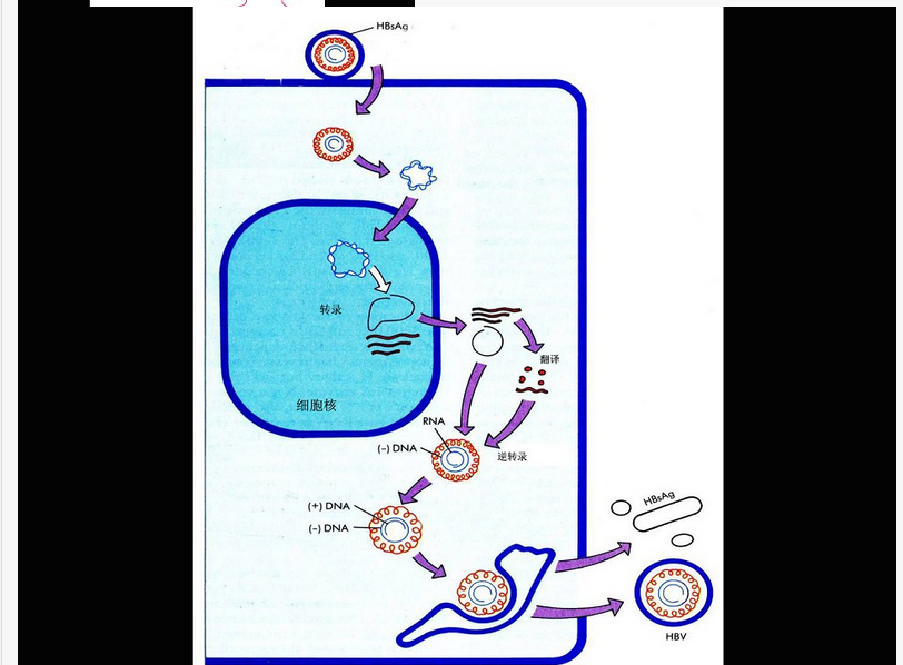 关于图中所示的HBV复制过程，下列说法错误的是（）		A. HBV进入肝细胞后即开始其复制过程B. 