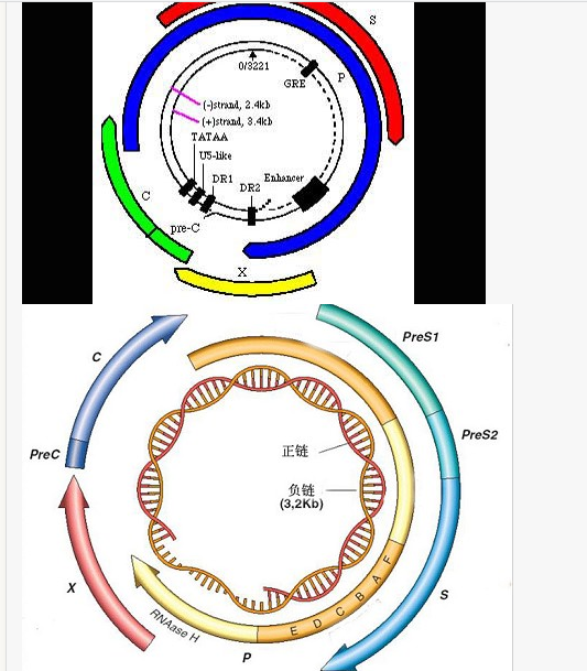 关于图中所示的HBV基因组，下列哪种说法是错误的（）		A. L链有S.C.P.X四个开放读码区B.