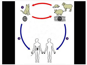 图示刚地弓形虫的生活周期请问弓形虫病的传播方式有
