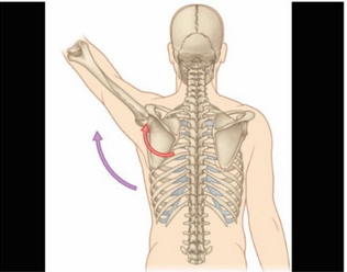 图中紫色箭头所示为肩关节（）