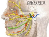 自腮腺下缘穿出的面神经分支是（）