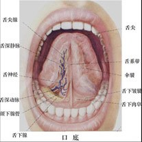 颌下腺导管开口于（）