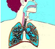 呼吸系统的组成见图是()