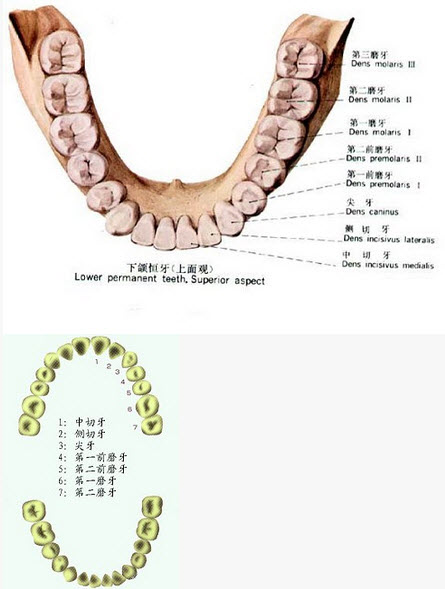 下列哪项是前牙的解剖特征（）
