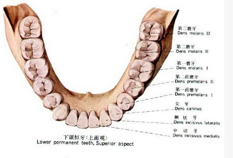 下列哪项不是前牙的解剖结构（）