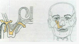 眶下间隙感染最常见的病灶牙是（）
