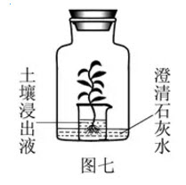 为了研究植物的生命活动，小明同学设计了如图七所示的装置，在无色透明的玻璃容器中盛有少量澄清石灰水，内