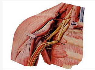 如图所示，确定肌间沟位置有哪些体表标志（）
