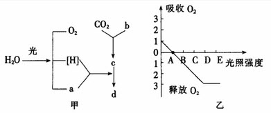 图甲表示某植物的某种生理活动，图乙表示该植物在不同的光照条件下，吸收o2和释放o2的状况，请据图回答