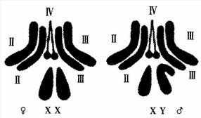 果蝇的染色体组如图所示。如果Ⅳ号染色体多一条（这样的个体称为Ⅳ-三体）或少一条（Ⅳ-单体）均能正常生