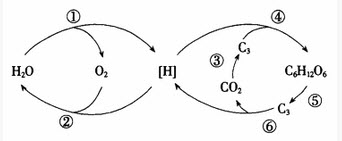 下图表示植物细胞内光合作用和呼吸作用的部分生理过程，请据图回答：		（1）过程①属于光合作用的___