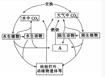 生态系统的碳循环过程如下图所示，请分析并回答下列问题：		（1）碳在_________和______