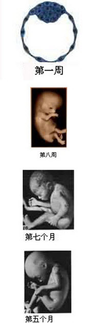 这是胚胎胎儿发育图，妊娠开始8周的孕体称为_____，自妊娠9周起称为_____，妊娠前20周的胎儿