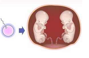 如图所示，此单卵双胎是______形成后即受精后_____分裂结果。	