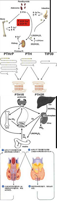 结合以下图片，下列关于甲状旁腺及其激素的说法正确的是()A. 甲状旁腺激素的分泌受血钙、血镁、儿茶酚