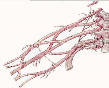	A. 臂丛神经主要由C5、C6、C7、C8、T1脊神经的前支组成B. 偶加C4及T2的一部分组成C