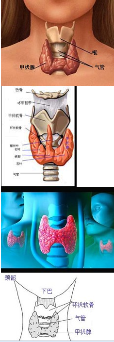 结合下列图片，选出以下关于甲状腺解剖说法正确的是()