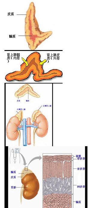 结合以下图片，下列关于肾上腺的说法正确的是()