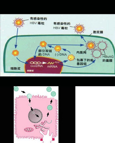 关于图中所示的HBV复制过程，下列说法错误的是