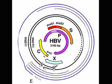 关于图中所示的HBV基因组，下列哪种说法是错误的（)[图]...	关于图中所示的HBV基因组，下列哪