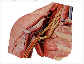如图所示，臂丛神经，下列哪组神经组成正确（）
