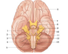 如图所示为颅底颅神经请标出1___________、2_________、3___________、