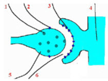 如图所示为神经突触示意图请标出1___________、2_________、3__________