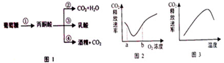 图1是真核生物细胞呼吸的主要物质变化示意图，①～④表示其中的过程。图2、3分别表示O浓度、温度对植物