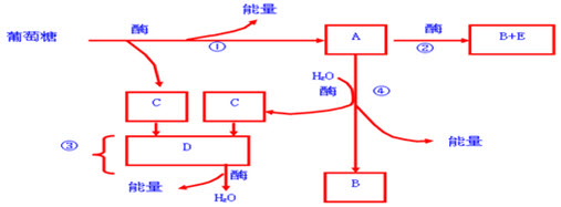 如图表示萌发的小麦种子细胞中发生的相关生理过程，A~E表示物质，①~④表示过程。		（1）催化①②进