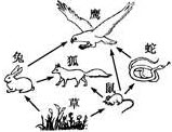 某草原生态系统的食物网如下图所示：		（1）图中食物网较简单，因此，该草原生态系统的________