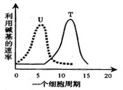 某科学家用放射性同位素分别标记的胸腺嘧啶（T）和尿嘧啶（U）培养蚕豆，观察其根尖分生区细胞的有丝分裂