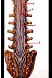 如图a所示为脊髓()如图b所示为脊髓()如图c所示为脊髓()如图d所示为脊髓()